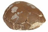 Inflated Fossil Tortoise (Stylemys) - South Dakota #192143-3